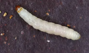 Un minuscolo bruco bianco, con la testa arancione, si muove su una superficie scura ricoperta da fili sottili.