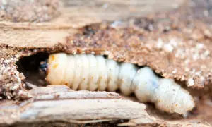Larva bianca e segmentata, uno degli animali del legno, si muove in un tunnel scavato nel tronco.