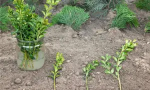 Come fare una talea: rametti di bosso in acqua e altri pronti per essere piantati nel terreno.