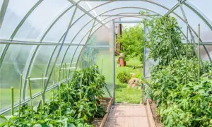 Un rigoglioso orto in serra con piante di pomodoro e peperoni. Un sentiero di mattoni conduce all'esterno, dove si intravede un giardino verde.