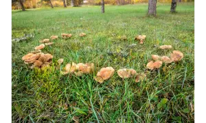 Un cerchio di funghi marroni spunta dall'erba verde. Come eliminarli?