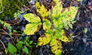 Foglie gialle con macchie marroni, sintomo di Rhizoctonia solani, su un letto di aghi e muschio.