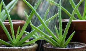 Piante di aloe in vaso ricevono acqua sotto la pioggia. Impara come curarla per farla crescere rigogliosa.