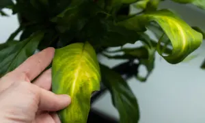 Mano che tocca una foglia ingiallita di una pianta. Le foglie gialle vanno tolte per far prosperare la pianta.