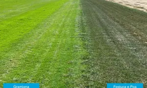 Prato diviso: a sinistra gramigna verde brillante, a destra un mix di festuca e poa trivialis più scuro e secco.