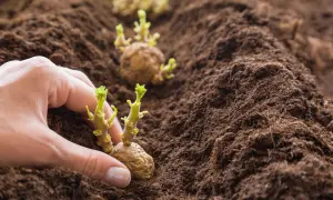 Mani che piantano patate germogliate nel terreno fertile. Inizia la stagione quando si piantano le patate.