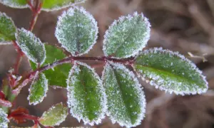 Foglie verdi di dimorfoteca ricoperte di brina in un freddo mattino d'inverno.