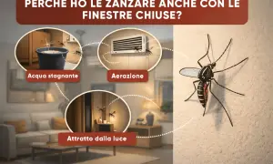Scopri dove si nascondono le zanzare in casa: acqua stagnante, aerazione e luce sono i loro nascondigli preferiti.