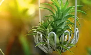 Tillandsia in un contenitore metallico, con luce solare che filtra. La cura di queste piante aeree è semplice e gratificante.