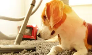Un cane beagle osserva un aspirapolvere che pulisce il tappeto, sperando di non trovare pulci in casa.