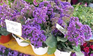 Un grappolo di statice fiore viola, con un cartellino che indica "Limonium €10.00".