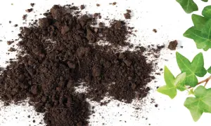 Cumulo di terriccio scuro e foglie di edera verde brillante, mostrando la differenza tra torba e terriccio per il giardinaggio.