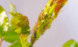 Un ramo di rosa infestato da numerosi pidocchi delle piante, di colore verde e arancione, che si nutrono della linfa.