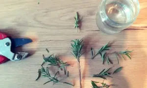Potatura di rosmarino per creare una talea in acqua. Forbici, rametti e un bicchiere d'acqua su un tavolo di legno.