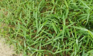 Erba gramigna che cresce fitta. Scopri come eliminare la gramigna senza diserbante con metodi naturali.