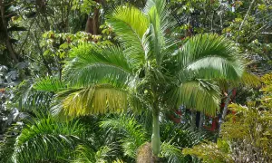 Un giardino lussureggiante con vari tipi di palme da giardino, alcune con foglie verdi brillanti, altre con sfumature gialle.