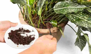 Mani che aggiungono fondi di caffè alle piante in vaso, un fertilizzante naturale per farle crescere rigogliose.
