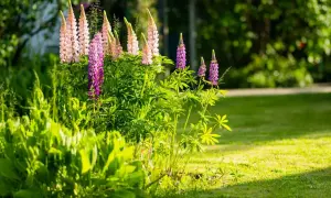 Un gruppo di piante lupino con fiori rosa e viola spicca in un giardino soleggiato.