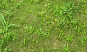 Un prato verde con erbe infestanti a foglia stretta, tra cui trifoglio e qualche fiorellino bianco e giallo.