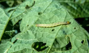 Un piccolo bruco verde mangia foglie, lasciando buchi. Forse cerca rimedi naturali per la sua crescita.