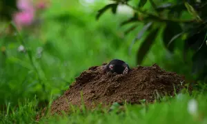 Una talpa emerge dal suo tumulo, un segnale che indica la necessità di capire come eliminare le talpe dal giardino per proteggere il prato.