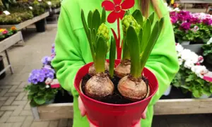 Un vaso rosso pieno di bulbi da piantare a marzo, con germogli verdi e un fiore rosso decorativo.