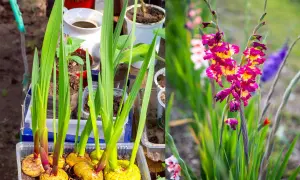 Gladioli in vaso germogliano, pronti per fiorire. La foto mostra perché i gladioli non fioriscono: bulbi sani e foglie verdi, ma ancora senza fiori.