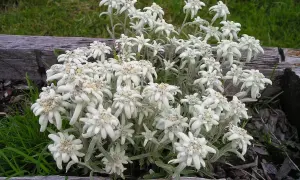 Un gruppo di fiori bianchi simili a stelle, che ricordano una stella alpina rossa, cresce tra erba verde e legno.