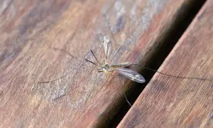 Zanzara su legno, un promemoria per la disinfestazione zanzare fai da te.