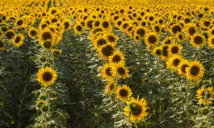 Un vasto campo di girasoli in piena fioritura, con i loro petali gialli che si stagliano contro il verde delle foglie. Un'immagine che evoca la bellezza dell'estate, quando fioriscono i girasoli.
