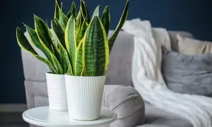 Sansevieria in vasi bianchi su un tavolino, un'idea per come creare umidità per le piante in casa.