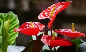 Anthurium rosso: scopri come prendertene cura per fioriture splendide. Luce indiretta, annaffiature moderate e umidità sono fondamentali.