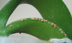 Cocciniglia su foglia verde. Rimedi naturali aceto per combatterla.