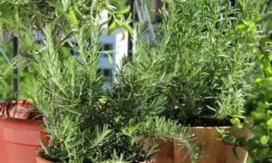 Piante di rosmarino rigogliose in vasi, con i loro aghi verdi che si intrecciano. Il profumo del rosmarino mai vicino, ma sempre presente.