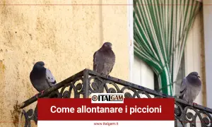 Tre piccioni si posano su un davanzale, suggerendo come allontanare i piccioni da balconi e finestre.