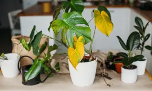 Pianta di Monstera con foglie verdi e gialle, alcune gocce d'acqua. Si intravedono altre piante e un piccolo annaffiatoio.
