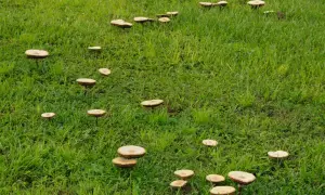 Un prato verde punteggiato da numerosi funghi del prato, alcuni dei quali potrebbero essere usati come rimedi naturali.