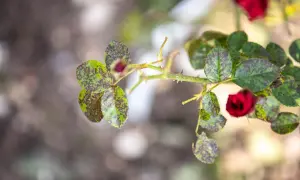 Foglie di rosa con macchie scure, segno di ticchiolatura. Un bocciolo rosso emerge tra le foglie malate.