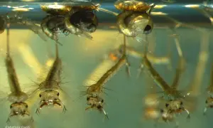 Larve di zanzara in acqua, pronte a trasformarsi. Capire come attirare le zanzare per ucciderle inizia dalla conoscenza del loro ciclo vitale.