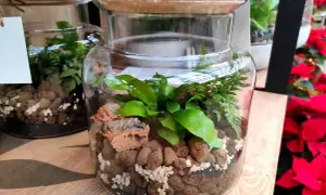 Un piccolo ecosistema in un barattolo di vetro, una **pianta di vetro** con felci e foglie verdi, su uno sfondo di poinsettie rosse.