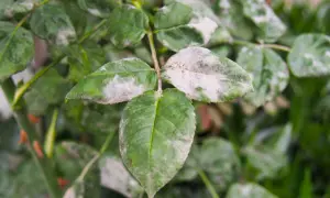 Foglie di rosa con oidio, un problema comune per cui esistono efficaci rimedi della nonna per le malattie delle rose.