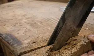 Seghetto che taglia legno infestato da tarli. Ecco come riconoscere i tarli del legno.