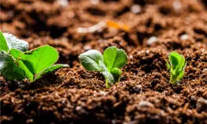 Germogli verdi spuntano da un terriccio senza torba, significato di una crescita sostenibile e naturale.