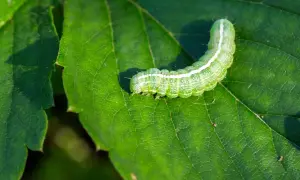 Un bruco verde brillante si muove su una foglia, lasciando tracce del suo passaggio. Le foglie mangiate da bruchi sono un segno della natura.