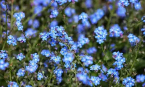 Un prato di myosotis alpestris, piccoli fiori blu intenso con un cuore giallo, sembrano un tappeto di stelle cadute.