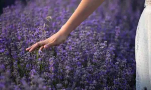 Mano sfiora un campo di lavanda viola. Il momento ideale per sapere quando piantare la lavanda è la primavera o l'autunno.