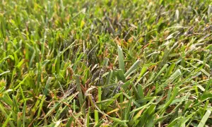 Erba verde con piccole macchie viola scuro, forse slime mold, che si aggrappano ai fili d'erba.