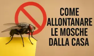 Una mosca su un foglio giallo, con un cerchio rosso di divieto. Testo: "Come allontanare le mosche dalla casa". Rimedi efficaci.