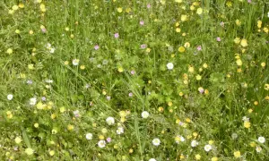 Prato fiorito con margherite bianche e gialle, piccoli fiori rosa e verdi foglie di infestanti a foglia larga.