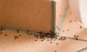 Formiche attratte da una trappola per formiche fai da te, un'invasione in miniatura sul pavimento piastrellato.